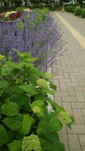 紫の花が咲くキャットミント