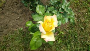 黄色い花が咲き始めた