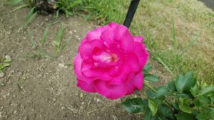 幾重にも重なる濃いピンクの花びら