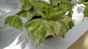 白い模様が複雑に入り組んだ葉