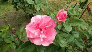 バラが咲き始めました！