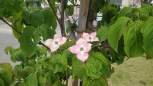 薄ピンクの花が咲く