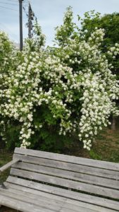 白い花が枝にびっしり咲く