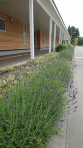 蕾が紫色に染まる