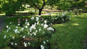 白い花がたくさん咲く