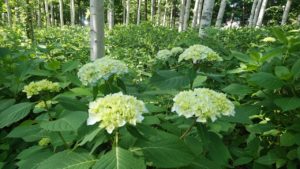 うっすら水色に染まるアジサイ