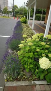 アナベルの白い花と紫色のラベンダー