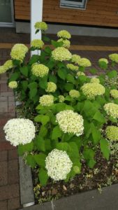 これから白く色付くアナベル