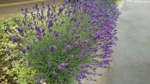 紫色の花が咲くラベンダー