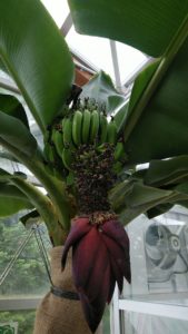 緑のバナナが実る