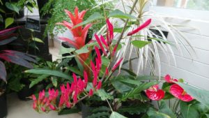 赤い細長い花弁が枝に連なって咲く