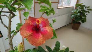 茶色がかった赤の花を咲かせる