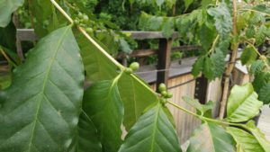 小さい実がなり始める