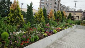 色とりどりの花が咲く