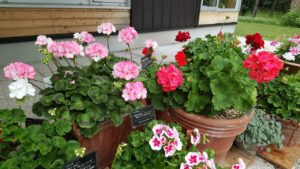 ピンクや赤などの花が付く