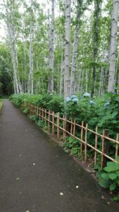 水色に色付いたアジサイの道