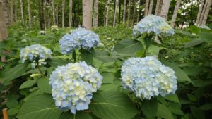 本日の開花情報♪