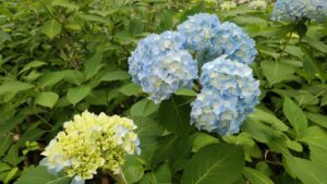 水色に色付いたアジサイとまだ色付く前の薄緑色のアジサイ