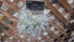 玉状に固まったエアープランツ