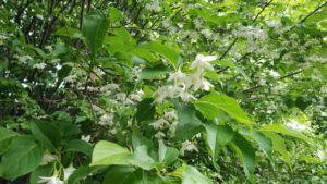 白い花がたくさんぶら下がる