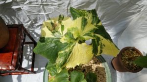 緑葉に黄色の模様が付いた