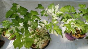 細かい緑色の葉に白い模様が付く