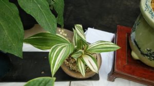 緑葉に白い筋模様が付く