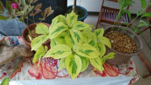 黄緑葉の真ん中に緑の模様が付く