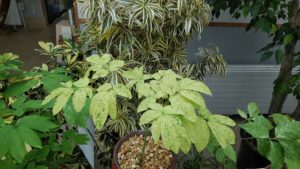 薄い黄緑葉に緑の細かいスポットが入る