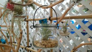 ガラス瓶に入ったチランジア