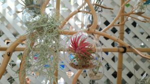 ガラスのボトルに入ったチランジア イオナンタ