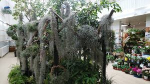 流木から垂れ下がるエアープランツ