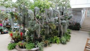 明日からエアープランツ展が始まります！&センターだより7月号