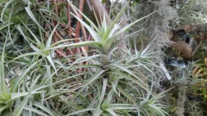 親株の根元に小株が出来ている