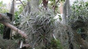 ボール状に群生した様子