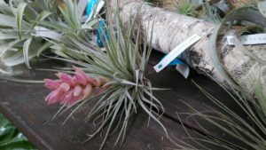 ピンクの苞から薄ピンクの花が咲く