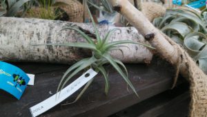 ベルゲリの小さな株