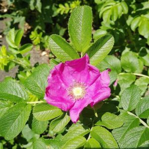 本日の開花情報♪