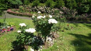 白の花びらが少しずつ散ってきている