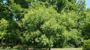 樹全体が黄色くなってきた