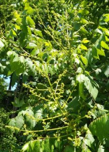 蕾が黄色く色付く