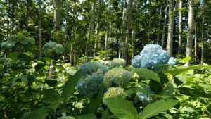 薄い青色に染まる花