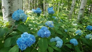 明るい青色の花が沢山付く