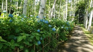 シラカバ林の木陰に咲く青いアジサイ