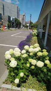 白い大きな球状の花が沢山付く