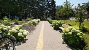 通路の両側に咲く白いアナベル