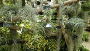 シルバーの葉を持つエアープランツが流木に飾られている