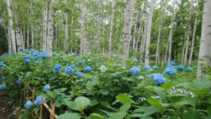 空色に染まった花