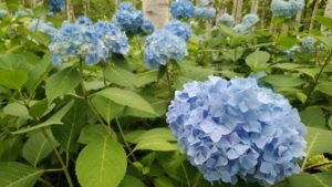 淡い青のアジサイが咲く