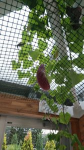 ２階ホールの天井から下がる花